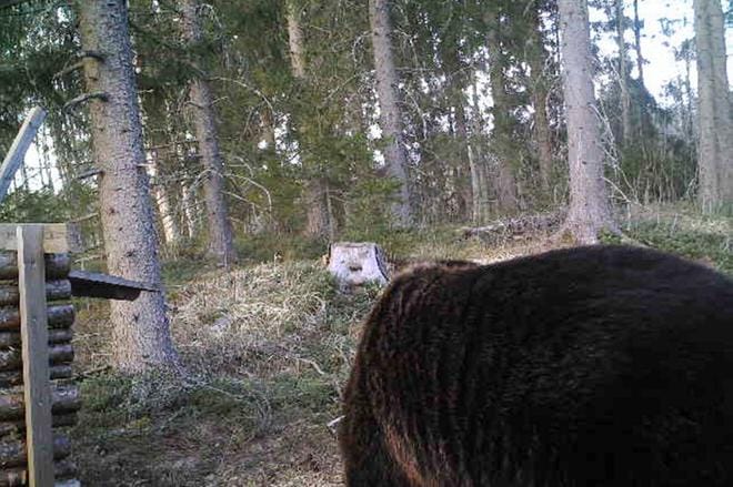 Riistakamerakuva Alajärven Mosalta, Kurejoelta.