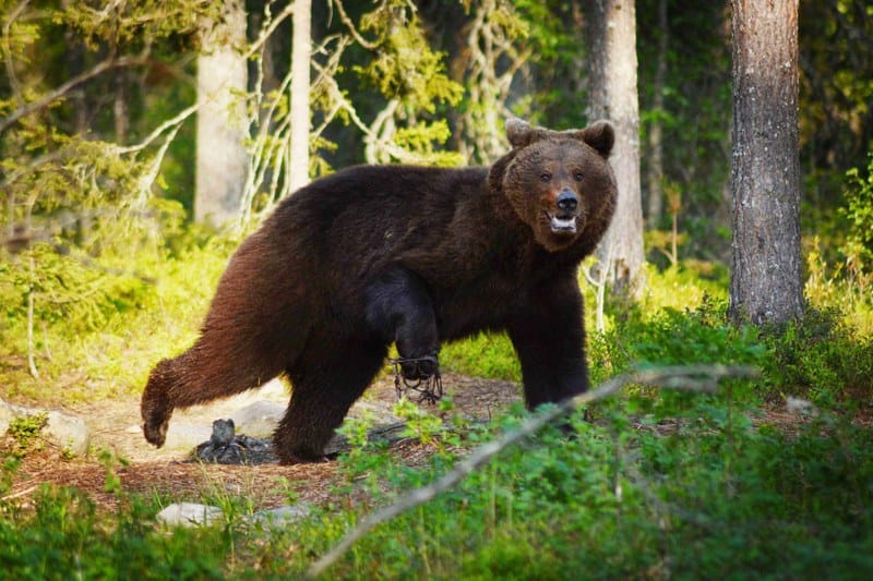 Nuori karhu on kulkenut näätärauta jalassaan jo yli vuoden. Nyt eläin nukutetaan ja vamma tutkitaan.