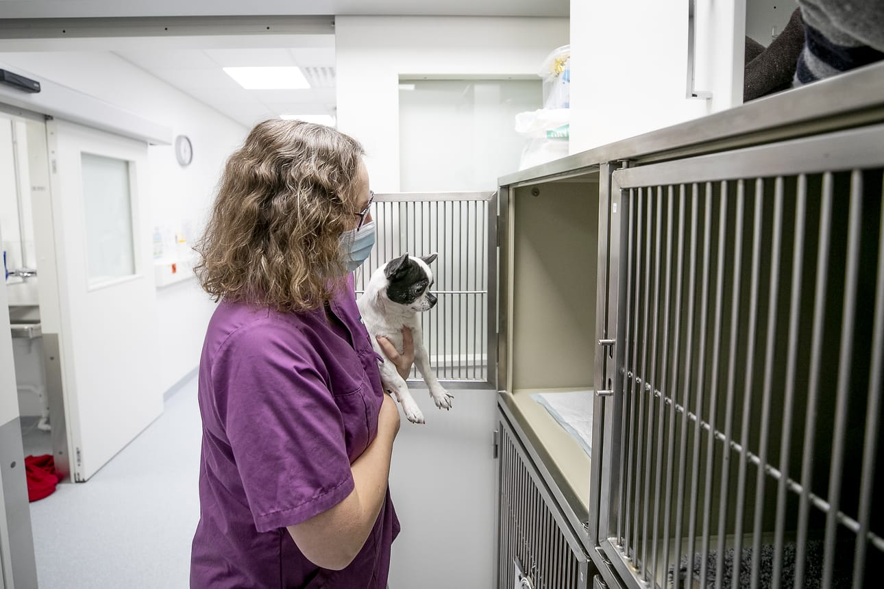 Suurin osa eläinsairaalan potilaista on koiria. Chihuahua Hönö on tullut kastraatioon, jossa poistetaan kivekset. Sirpa Ahola laittaa potilaan häkkiin toimenpidettä odottamaan.