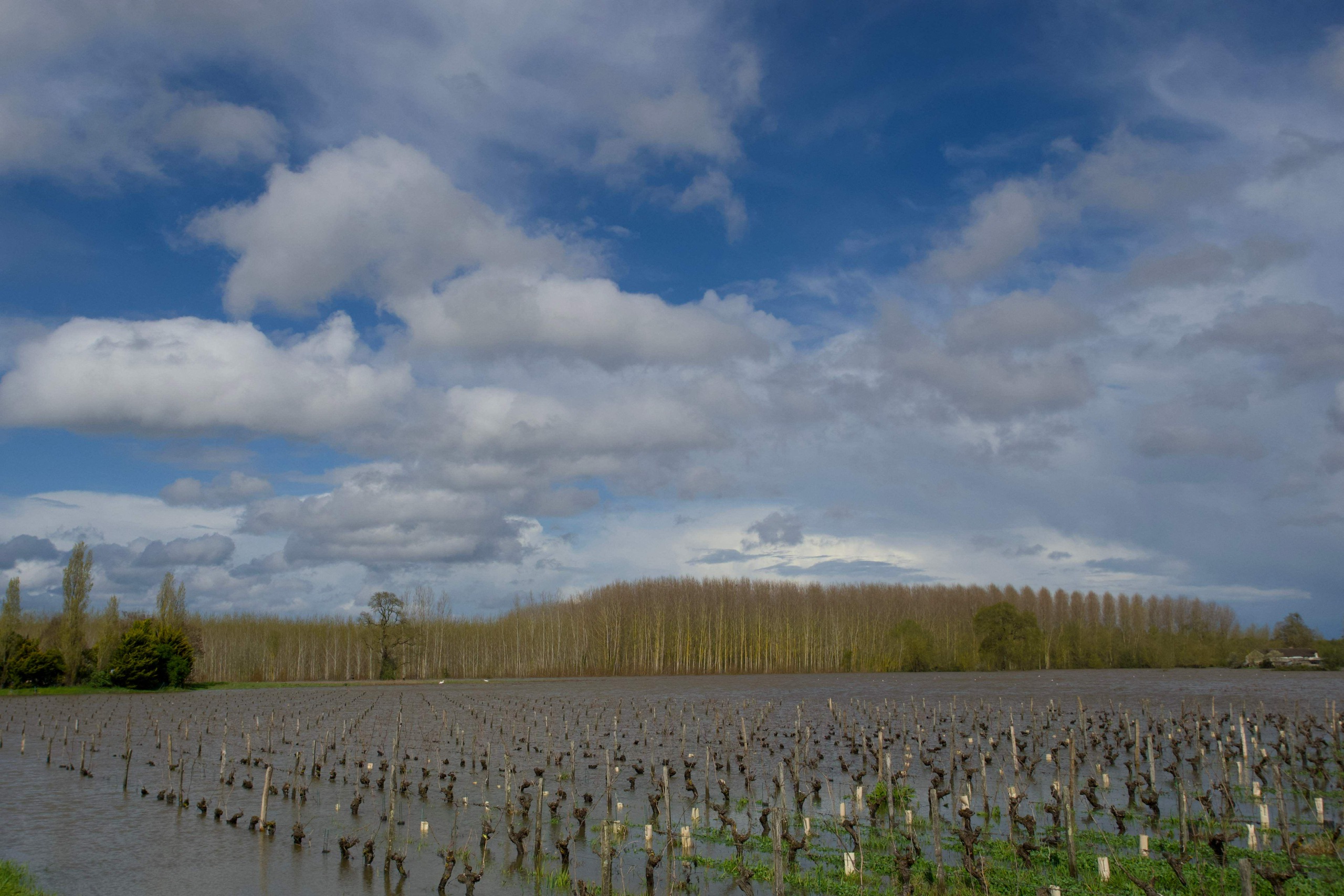 Sään ääri-ilmiöt tuhosivat viinisatoa, tuotanto laski eniten yli kuuteen vuosikymmeneen