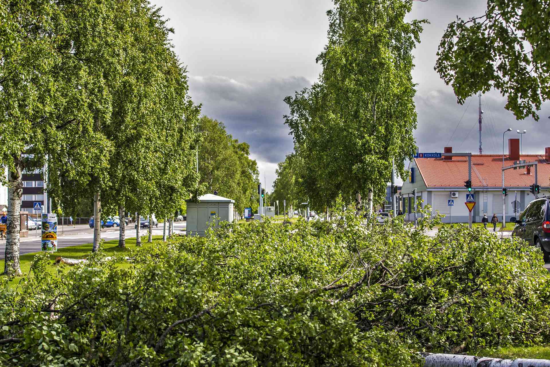 Fellmanin puistokadulta kaadettaisiin alkuperäisen suunnitelman mukaan kahdeksantoista koivua.