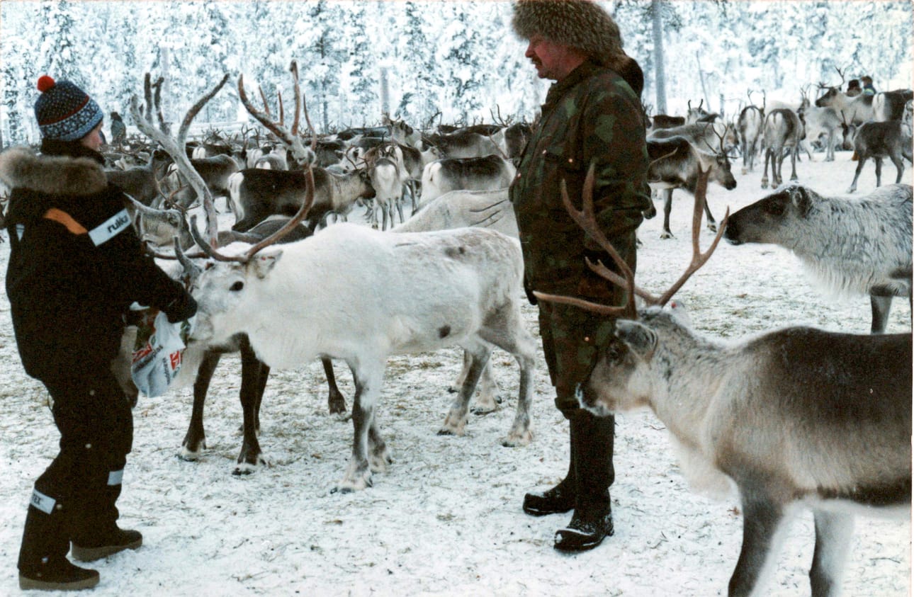 Pirkanmaalla kokeiltu porotarhaus osoitti, että vasomiset onnistuivat odotettua paremmin ja porot pysyivät terveinä myös tarhaolosuhteissa. Kuva on Kihniöltä Kauko ja Ulla Havusen porotarhalta.