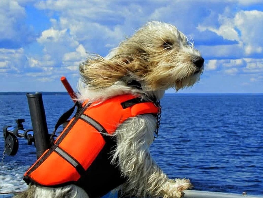 Lukijoiden ihanat koirat hurmaavat kuvissa – "Jokainen päivä on koiranpäivä"