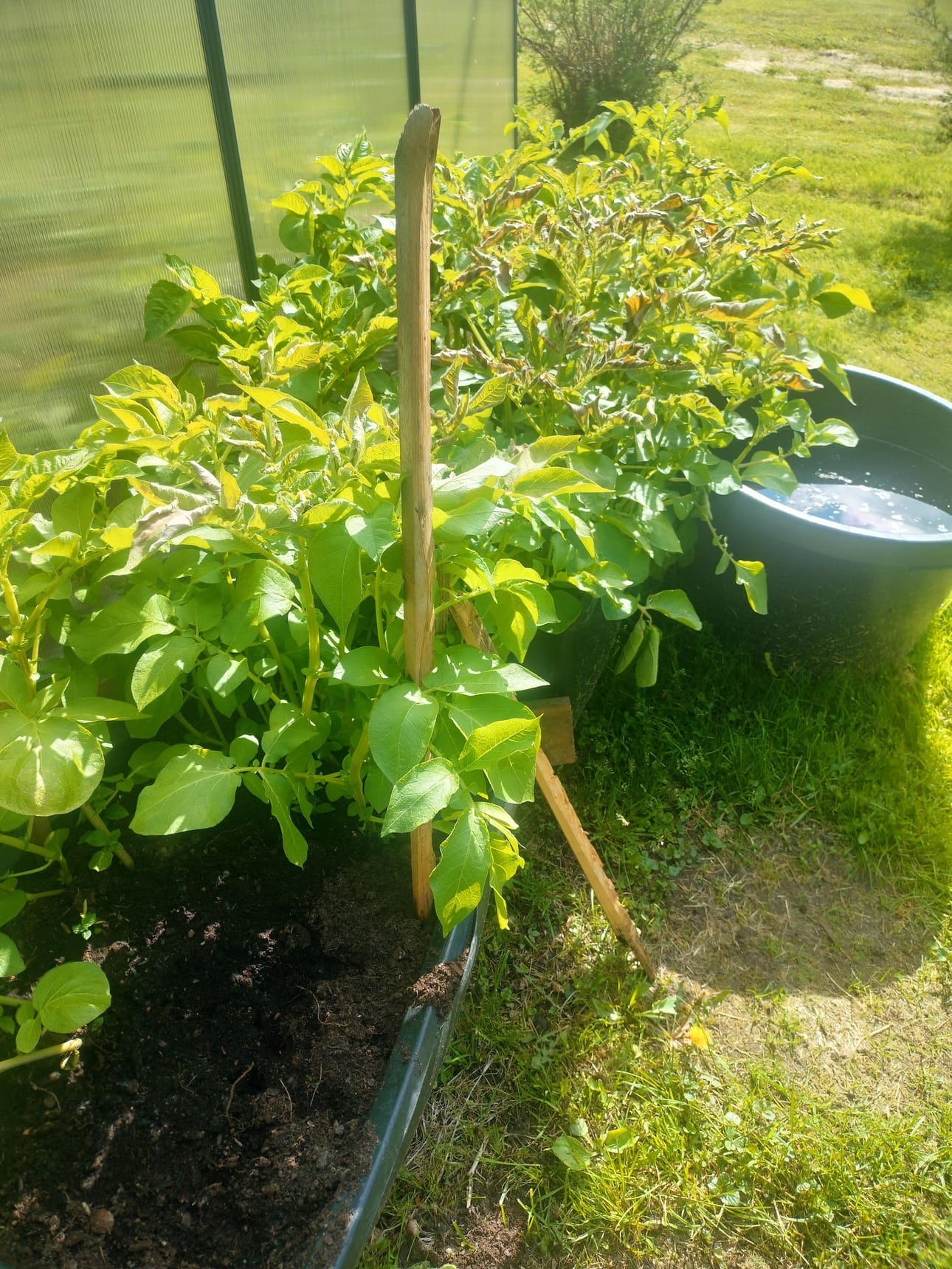 Olipa viileä juhannusyö. Halla merkkasi perunan varret. Hyvää kesää kaikille.