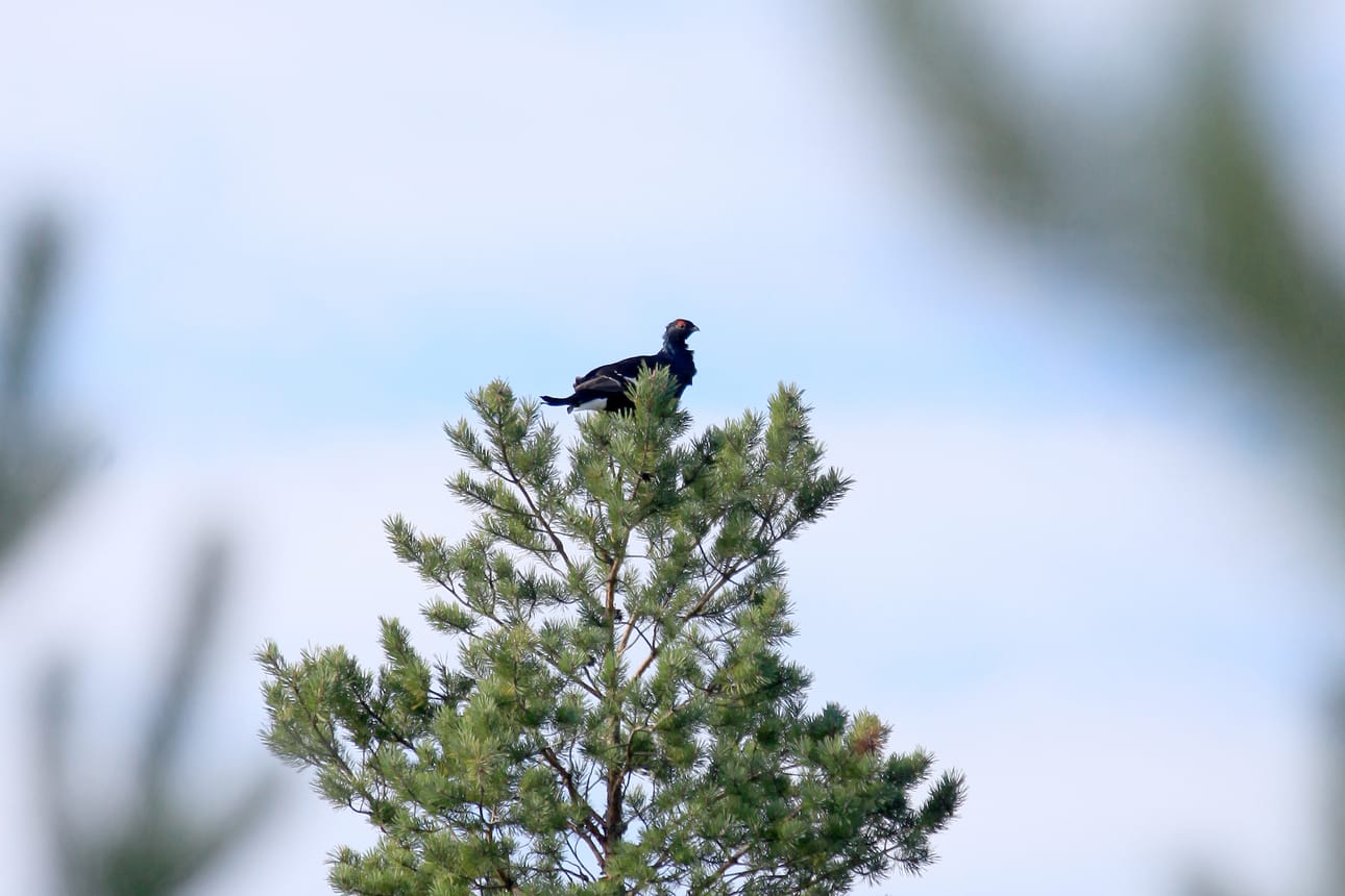 Koirasteeri eli teerikukko vastatuulessa näreen latvassa.