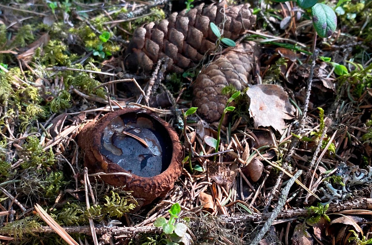 Hytymaljakkaasta ei ole syötäväksi, koska suurin osa sienestä on hyytelömäistä massaa.