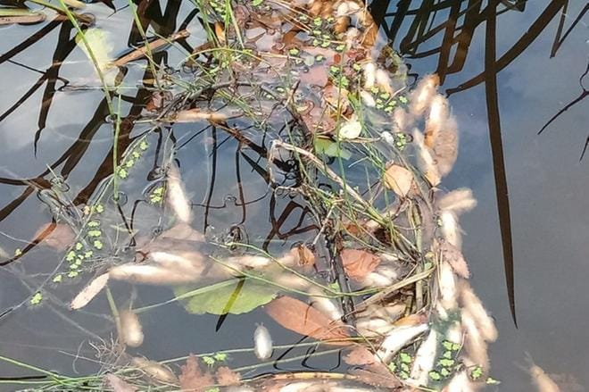 Kuolleita kaloja on nähty lauttoina Lapuanjoessa, kuvaaja Petri Riihimäki.