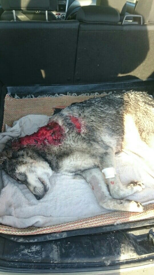 Koira oli saanut pahoja vammoja niskan alueelle.