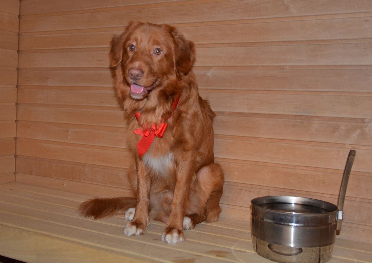 Uuno nautti joulusaunasta lukijan lähettämässä kuvassa.