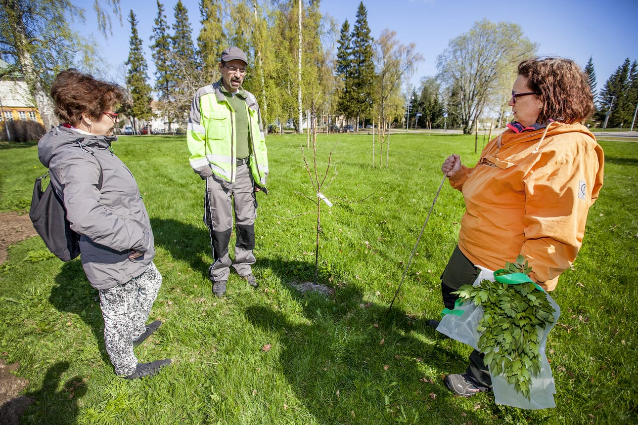 Liisa Saarela, Jari Särkkä ja Seija Takalo puuhaavat seminaarin kampuksen pihan ennallistamista ja arboretumia. Nyt alueelle on istutettu jo 30 omenapuuta.