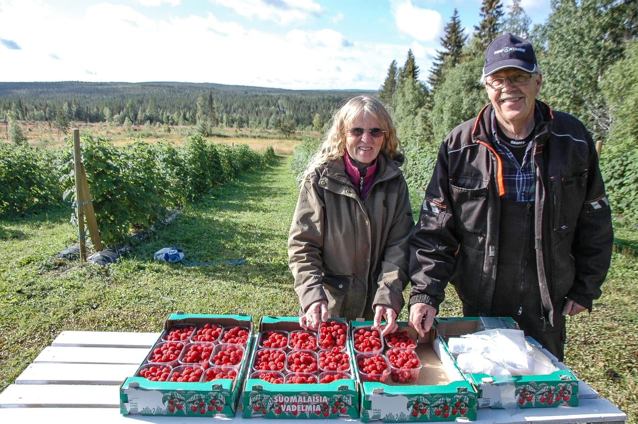 Vadelmat kypsyvät pikku hiljaa.
