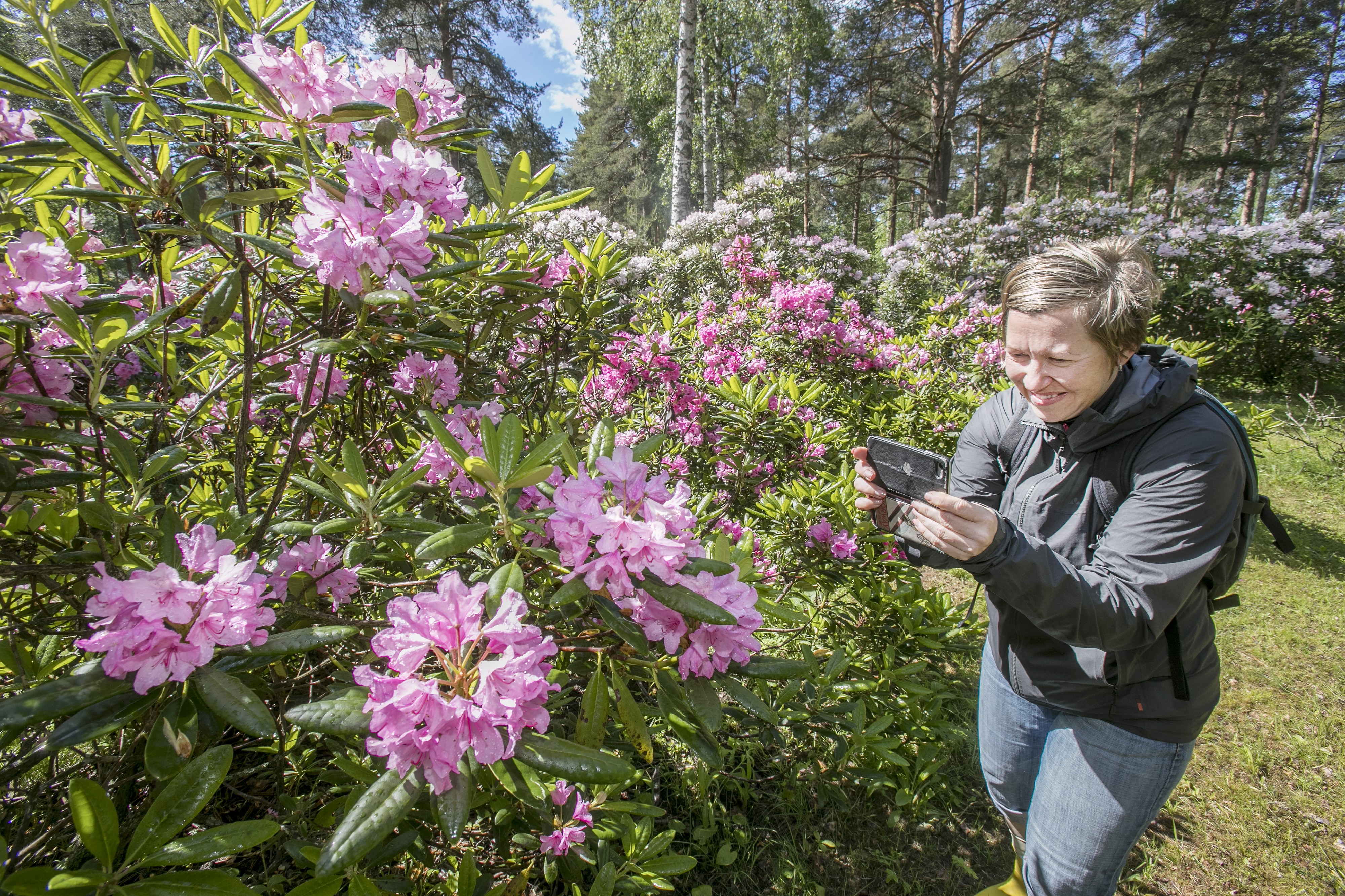Tuiralainen Anna Kleemola käy ihastelemassa alppiruusuja joka kesä.