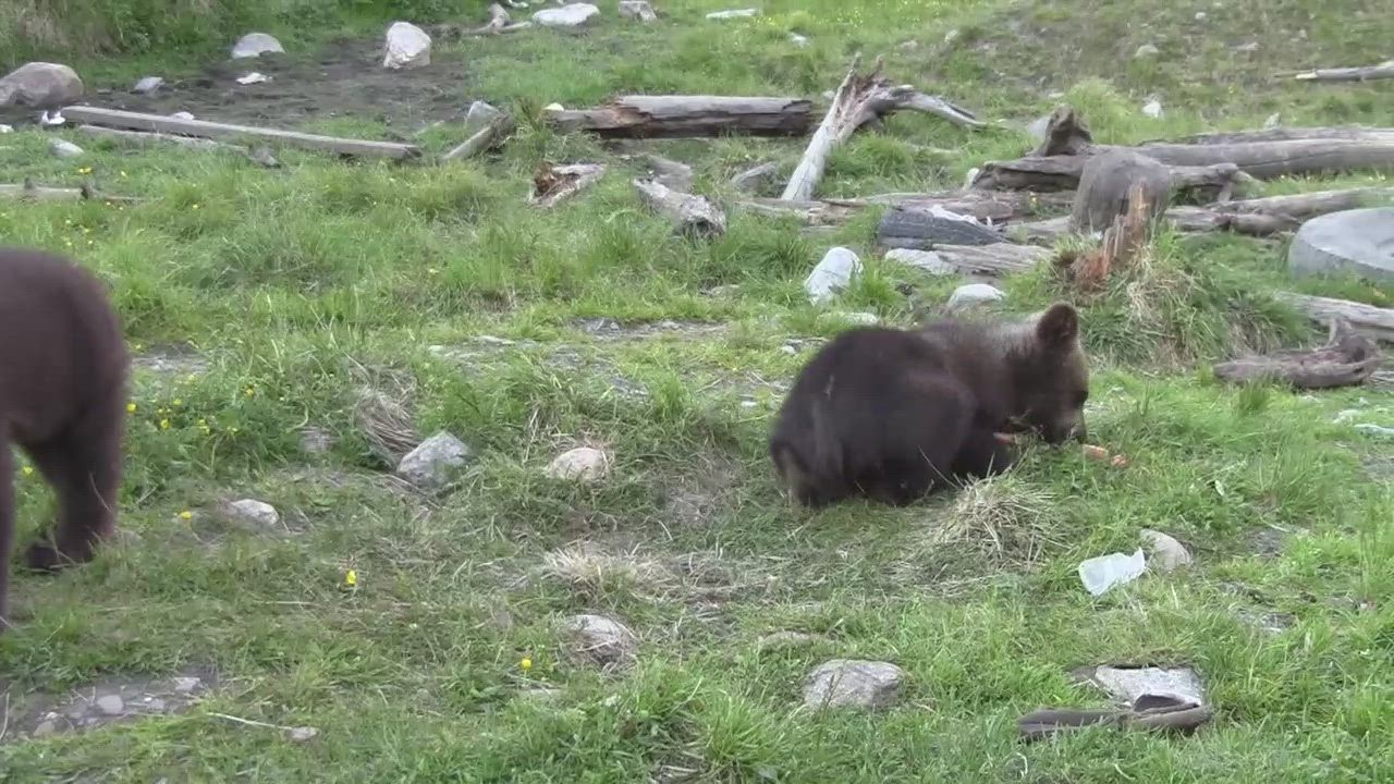 Karhunpennut Ansa ja Tara.