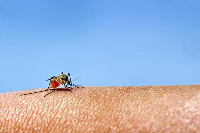 Hyttysiä nähdään muutaman viikon sisällä uusi joukko, jos sää jatkuu lämpimänä ja kosteana. Hyönteistutkija Reima Leinosen mukaan loppukesän hyttysten määrä ei kuitenkaan yllä alkukesän ja kesän hyttysmääriin.