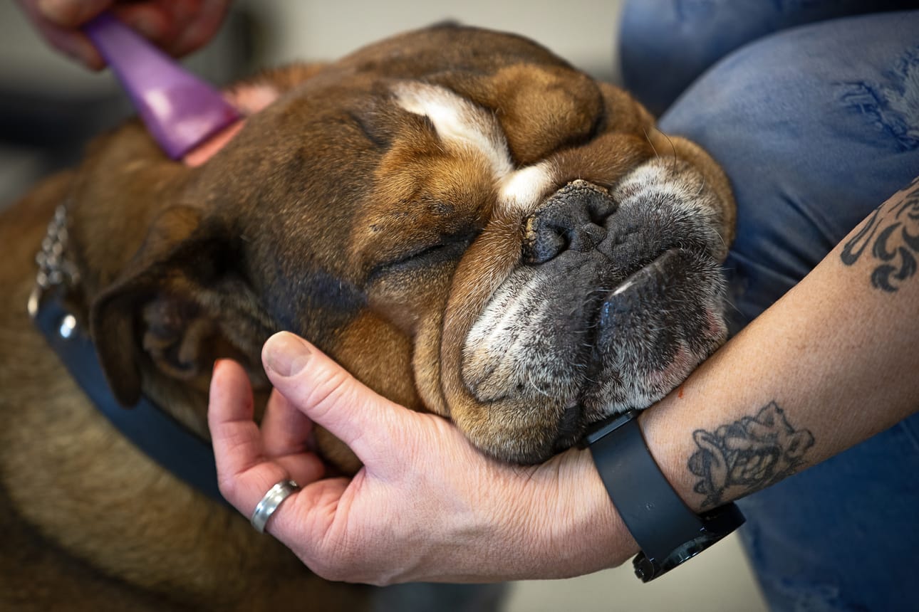 Mathlin värjää joskus koiriensa karvoihin vauhtiraitoja – koirille sopivalla hiusvärillä tietenkin. – Vääkky antaa tehdä itselleen mitä vain. Kotonakin moukaroin sitä lihashuoltovasaralla, Mathlin nauraa.