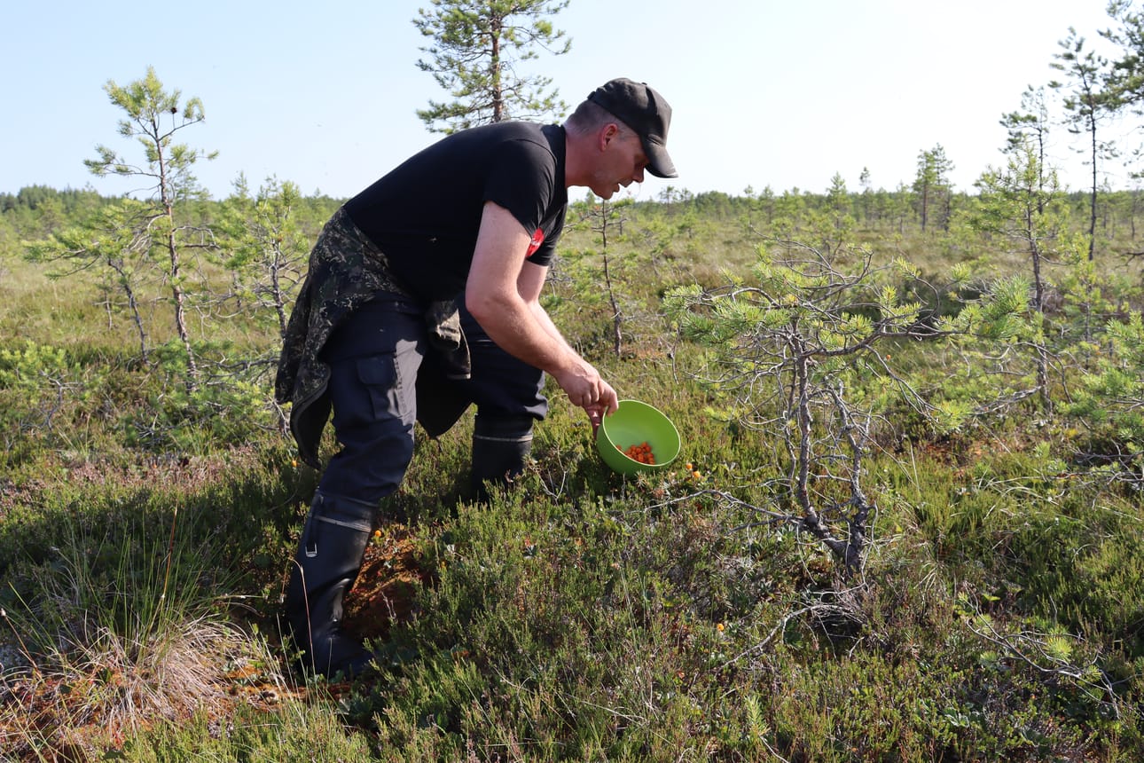 Jalasjärveläinen Rami Prinkkilä viihtyy lakkasoilla yksin. Marjastusreissujen vakiovarusteet ovat puhelin ja vesipullo.
