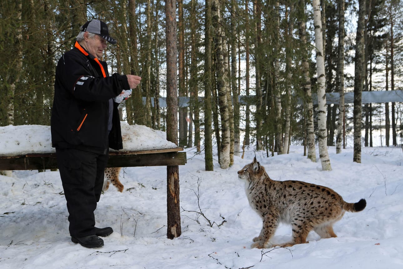 Ilves nappaisi makkaranpalan kädestäkin, mutta käyttäisi todennäköisesti kynsiään apuna, joten Sulo Karjalainen heittää makupalat isoille kissoille.