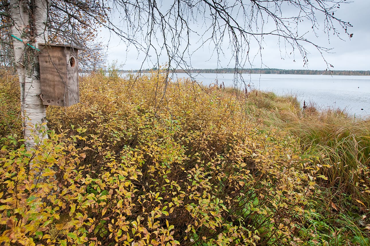 Koillismaalla ei monta työpaikkaa ole, joista olisi pitkä matka luontoon. Kuusamon keskustassa esimerkiksi Kirkkosaari on niin lähellä, että siellä ehtii piipahtaa vaikka ruokatunnilla.