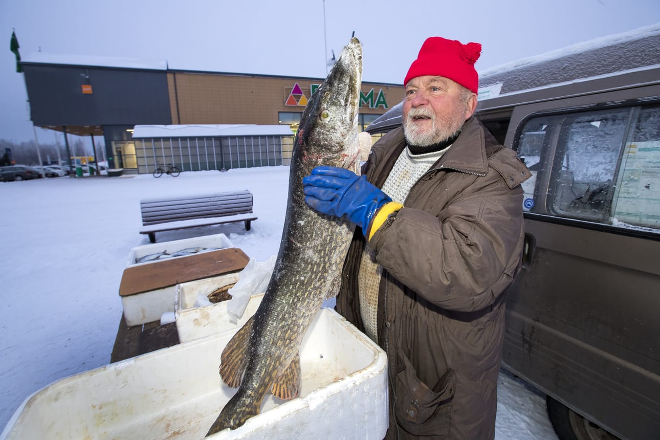 Lasse Männistön pitää ottaa hauesta tiukka ote ennen kuin 14-kiloinen saalis nousee ylös.