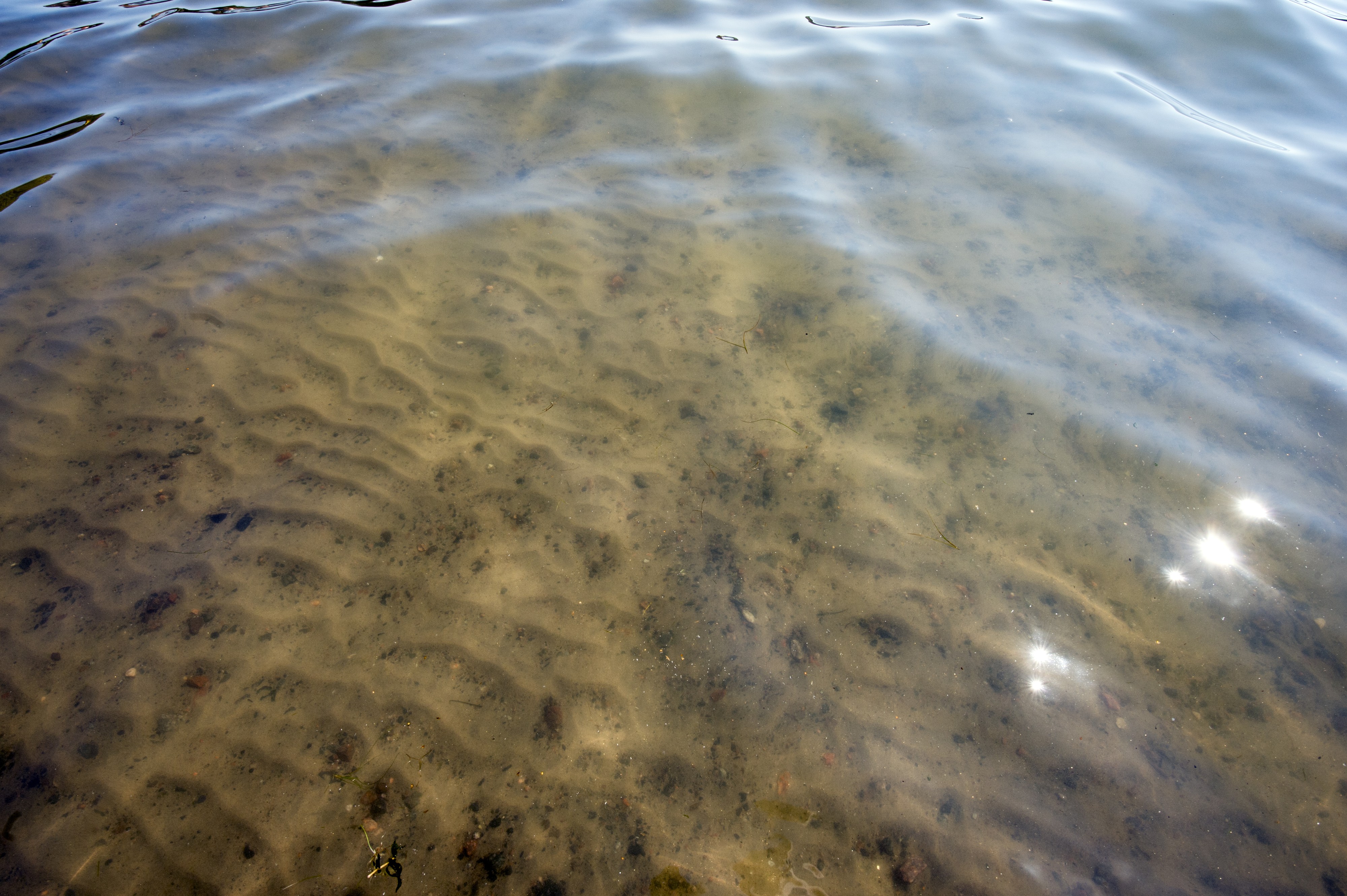 Uimavesissä runsastuvat uimarien lisäksi erilaiset mikrobit ja muut eliöt, joiden kanssa pulikointi ei aina suju ongelmitta.