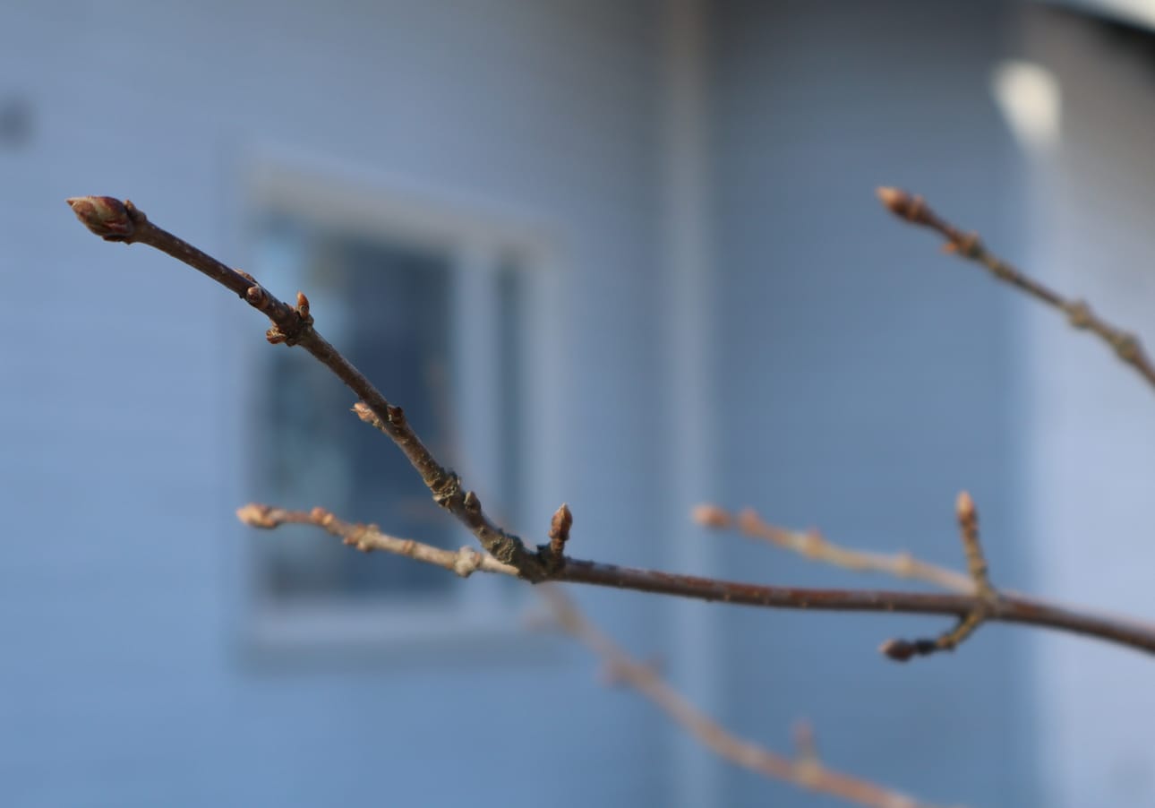 Vielä ei puissa näy vihreää. Kuva on Taivalkoskelta 20.4.2026.