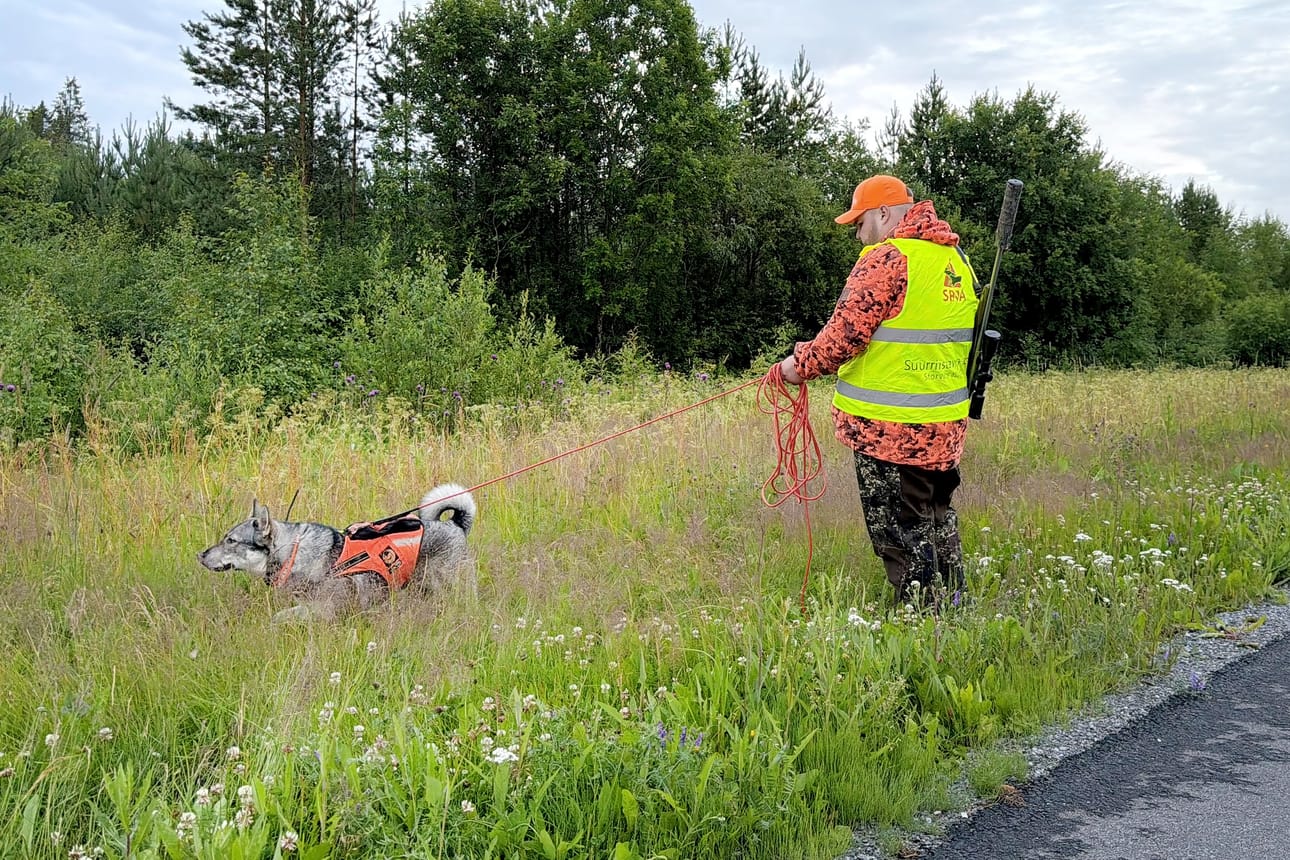 Kun kolari on tapahtunut suurriistan kanssa, lähdetään koiran kanssa jäljittämään mahdollisesti loukkaantunutta eläintä tapahtumapaikalta. Useimmiten kolareissa toisena osapuolena on hirvi tai jokin pienemmistä sorkkaeläimistä. Siellä voi olla myös suurpeto tai villisika, jotka kaikki ovat hyvin vaarallisia loukkaantuneena. Tuomo Somppi ja SRVA-koira jämtlanninpystykorva Alisa.
