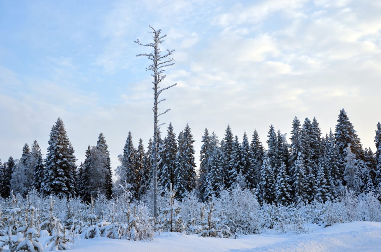 Helmikuu.