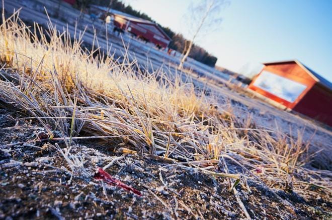 Kaksi hevosta ja kaksi poni kuolivat Laihian Jukajalla sunnuntai-iltana. Arkistokuva: Samppa Toivonen
