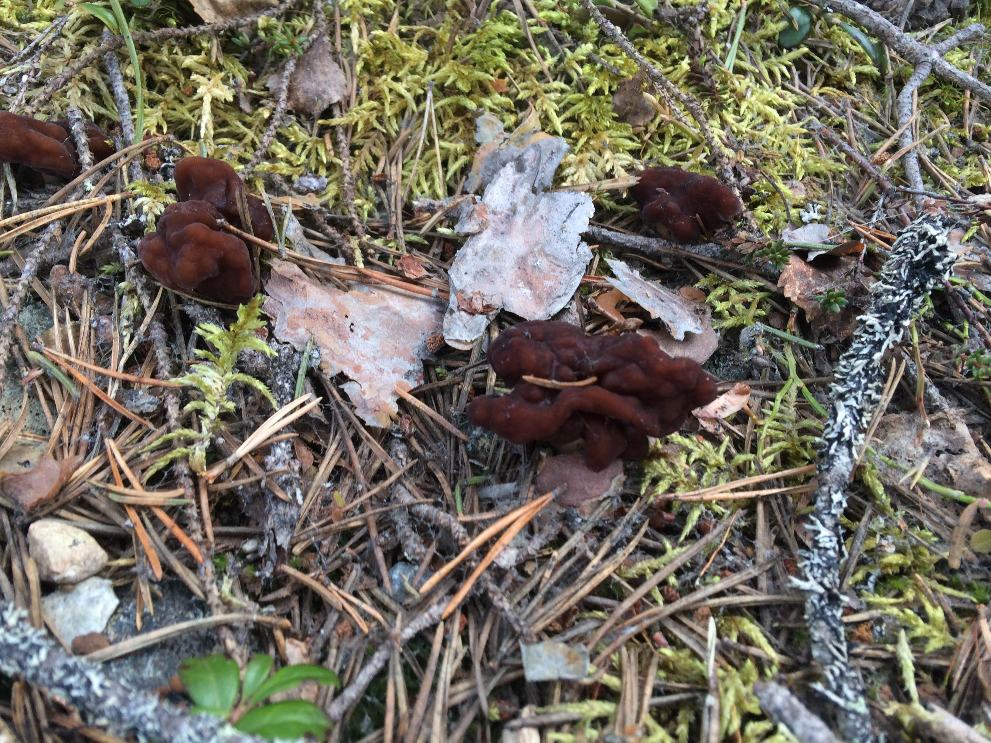 Nämä korvasienet kasvoivat metsäautotien reunoilla Etelä-Kuusamossa.