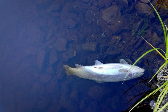 Lämmennyt vesi ja huono happitilanne tappavat kaloja Lapuanjoella. KUVA: Matti Rinnankoski