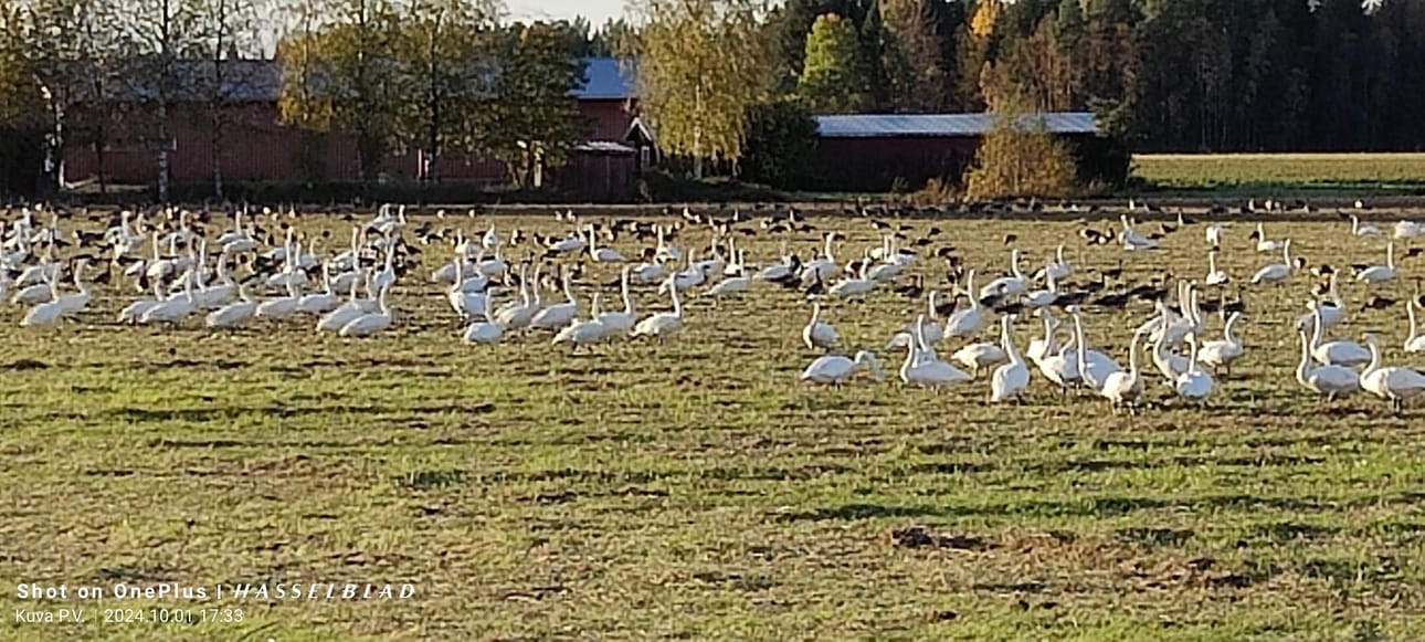 Muuttolintujen lähtöselvitys menossa? Kuva otettu 1. lokakuuta 2024.