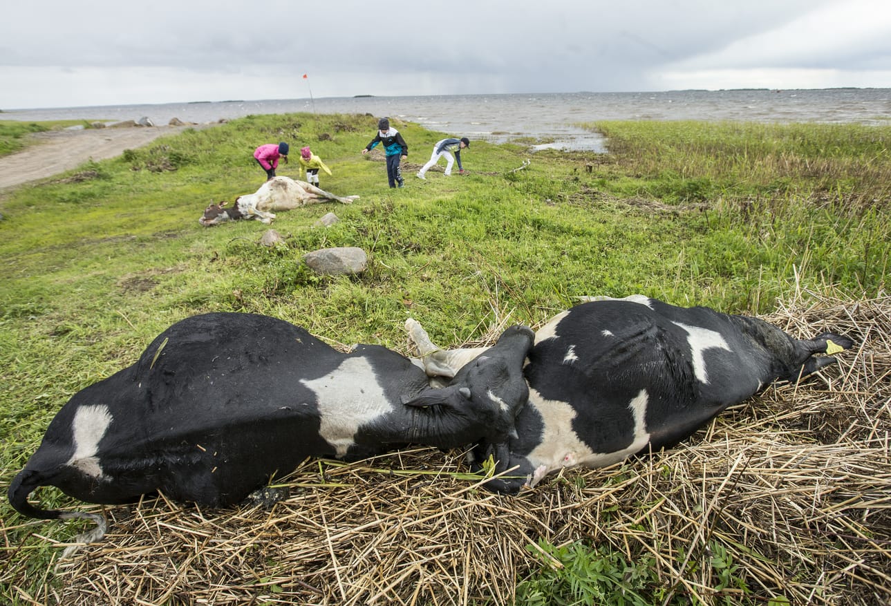 Useita saaresta karanneita sonneja hukkui ja loput jouduttiin lopettamaan.