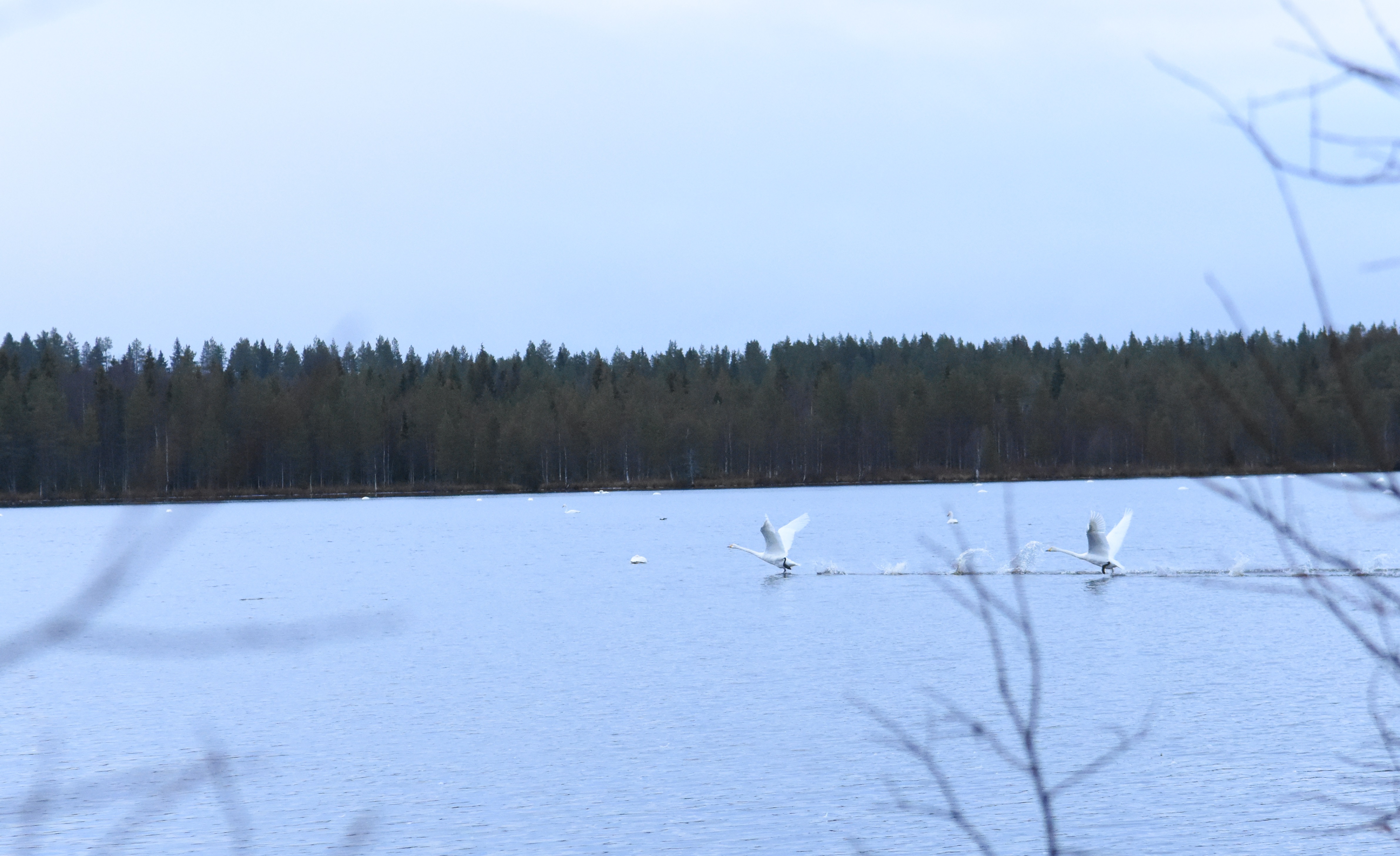 Kaakatus ja lentoon lähtevien lintujen siipien läiske on melkoinen.