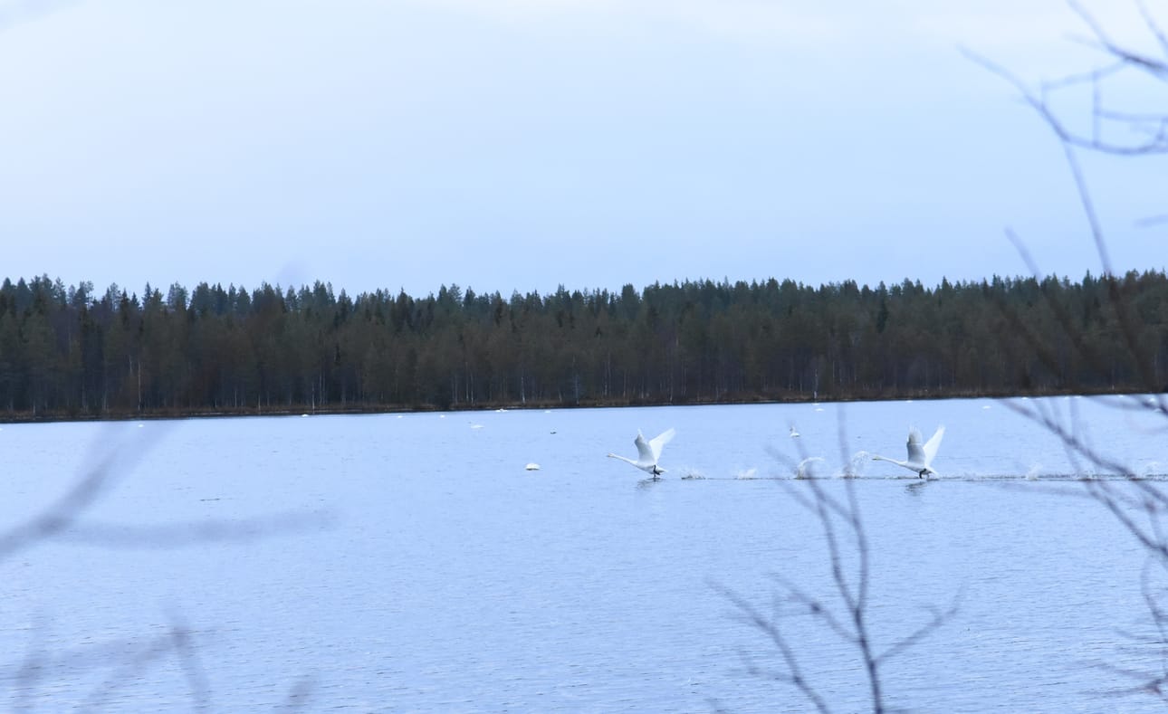 Kaakatus ja lentoon lähtevien lintujen siipien läiske on melkoinen.