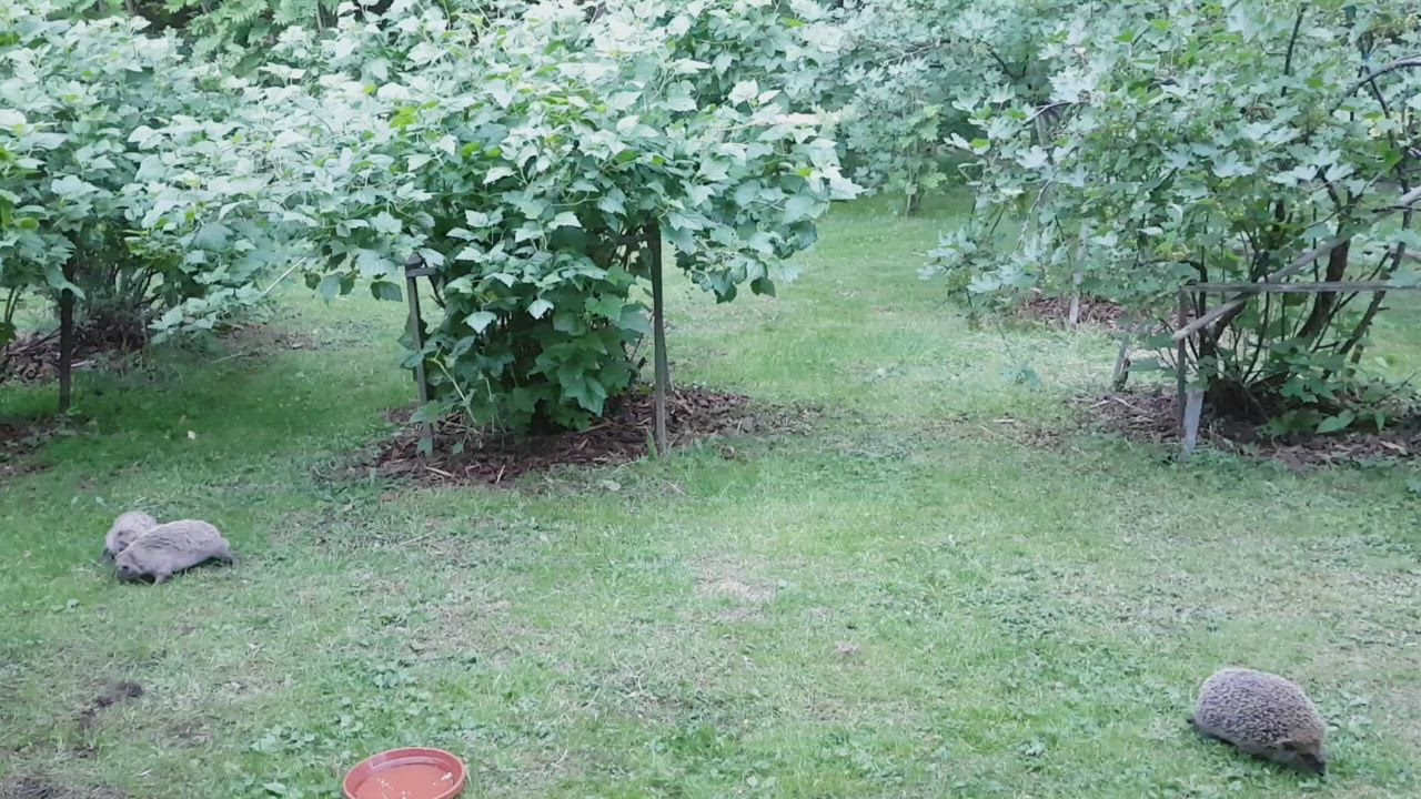 Söikö joku kenties toisenkin osuuden?