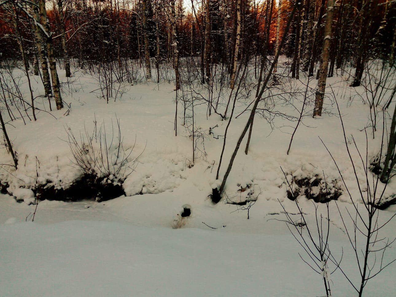Minkkejä on karannut ja karkaa tarhoilta luontoon. Tästä pienestä reiästä hangessa ja jäässä villiminkki on pulahtanut veteen kalanpyyntiuimaretkelleen.