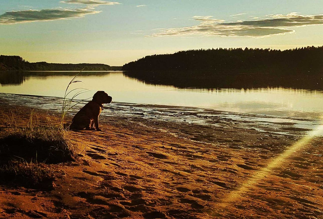 Lyyli Rannalla. Koira istuskeli Kemijoen rannalla Viirissä.