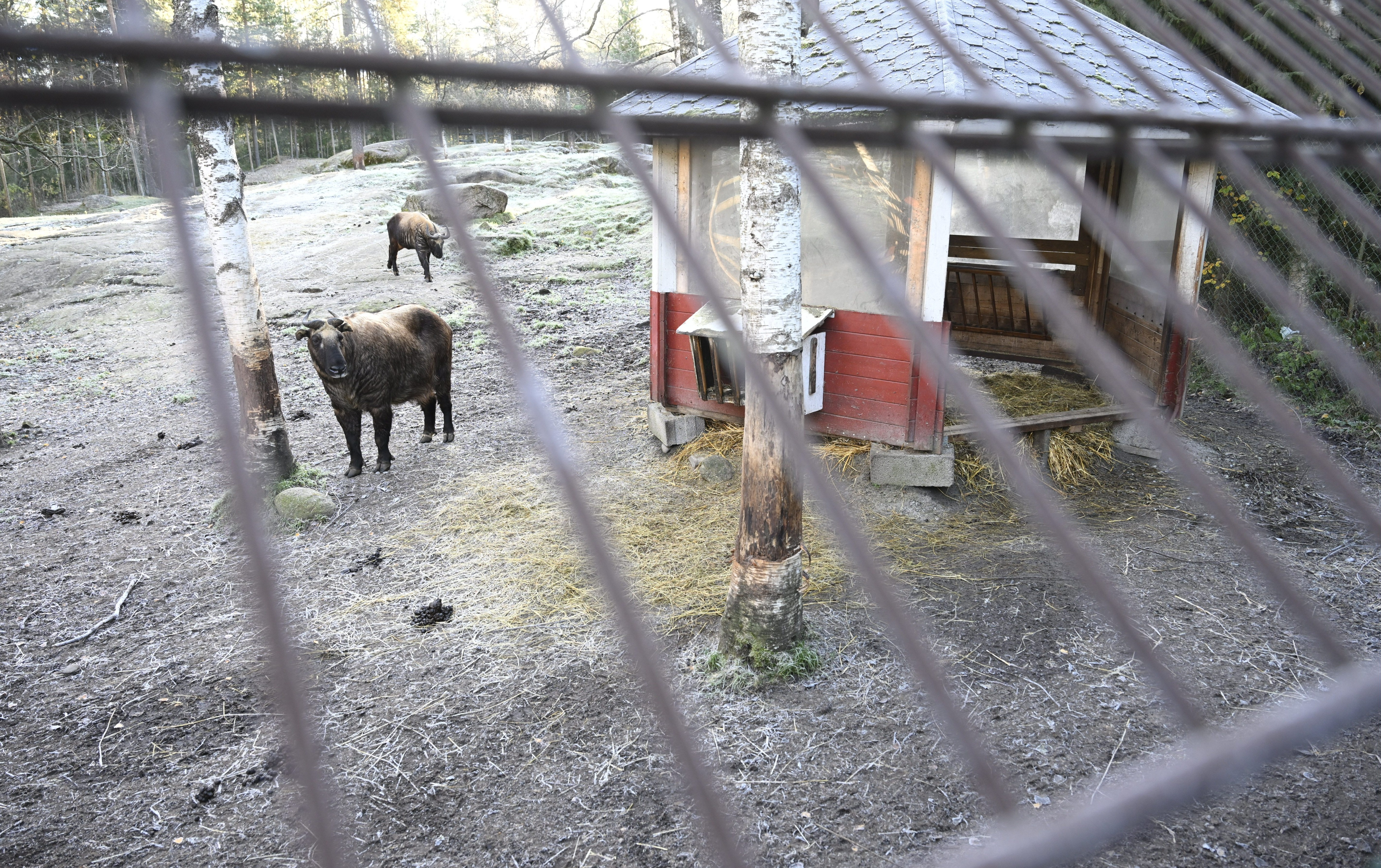 Ähtärin eläinten hoitoon on varaa helmikuun lopulle – Visentit ja takinit ovat vailla varakotia, jos toiminta joudutaan ajamaan alas