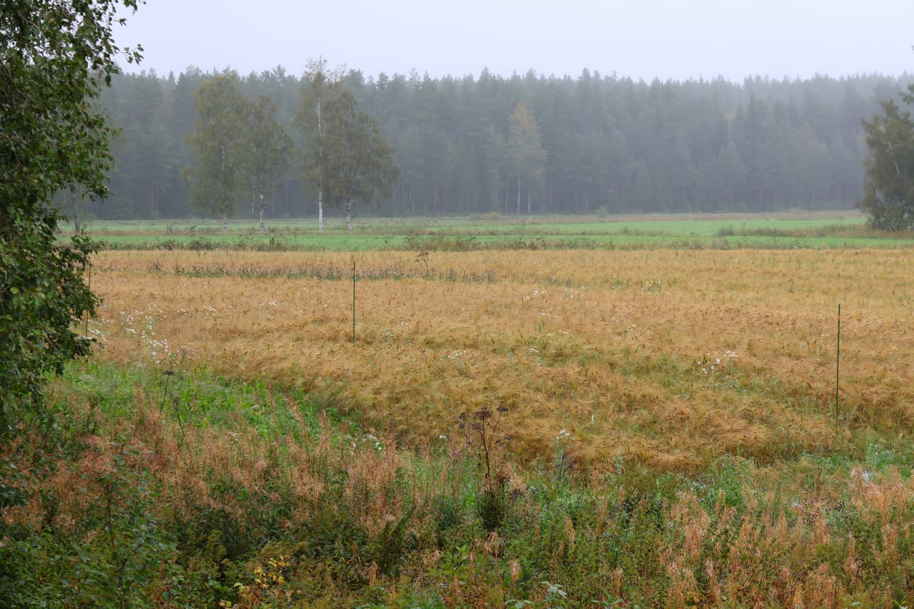 Runsaat vesisateet hankaloittavat sadonkorjuuta.