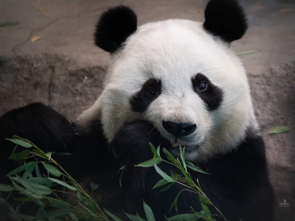 Lumi ei ole tiineenä. Ähtäri Zoon pandat ovat kuitenkin vielä nuoria, että niillä on pandatoiminnan päällikkö Anna Palmrothin mukaan tulevina vuosina vielä monta yritystä edessä.
