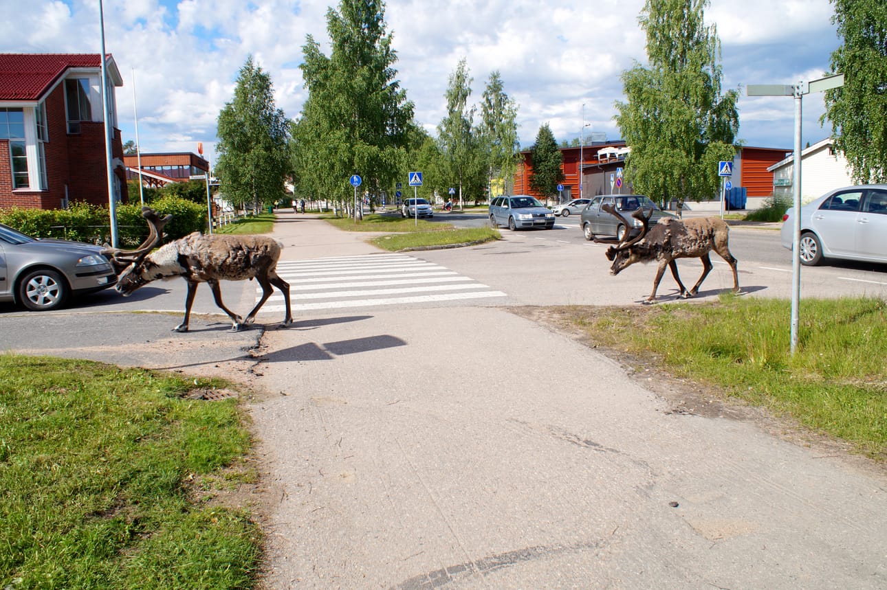 Hirvashaitat on jokakesäinen puheenaihe. Ilmoituksia on muuten tullut tavanomaiseen tapaan, mutta kylillä liikkuvat hirvaat aiheuttivat piikin ilmoitusmäärissä alkukesästä.