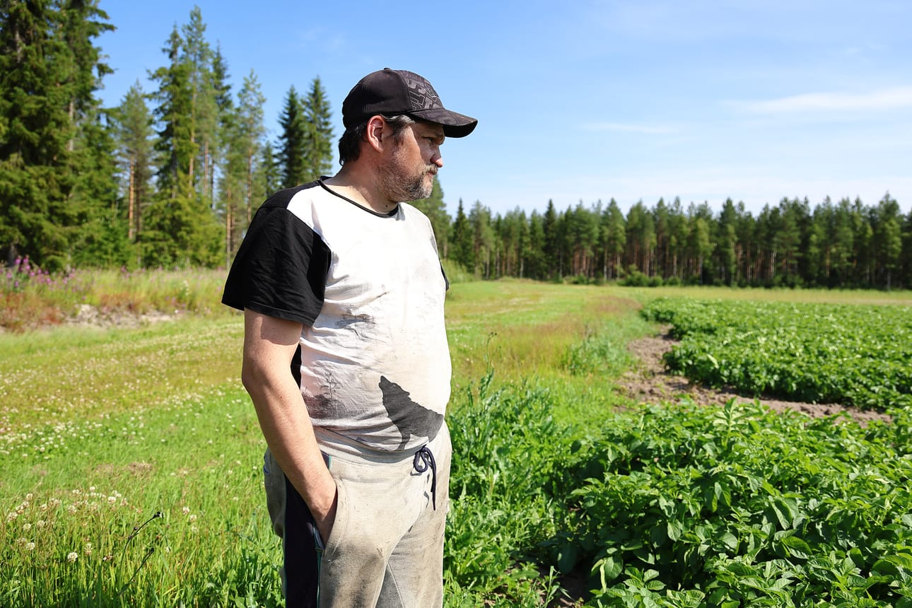 Tuuttila viljelee sunita-lajiketta. Hän arvioi, että 16-hehtaarisen pellon perunannostoon kuluu pari viikkoa.