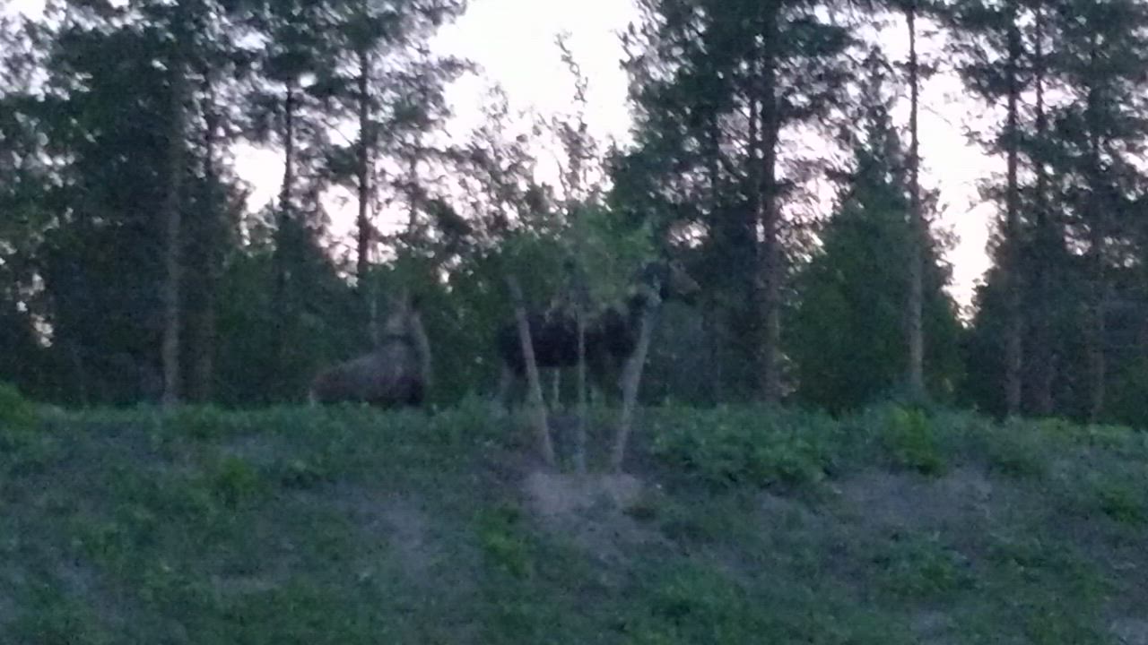 Hirvet kävivät hyvin lähellä tietä