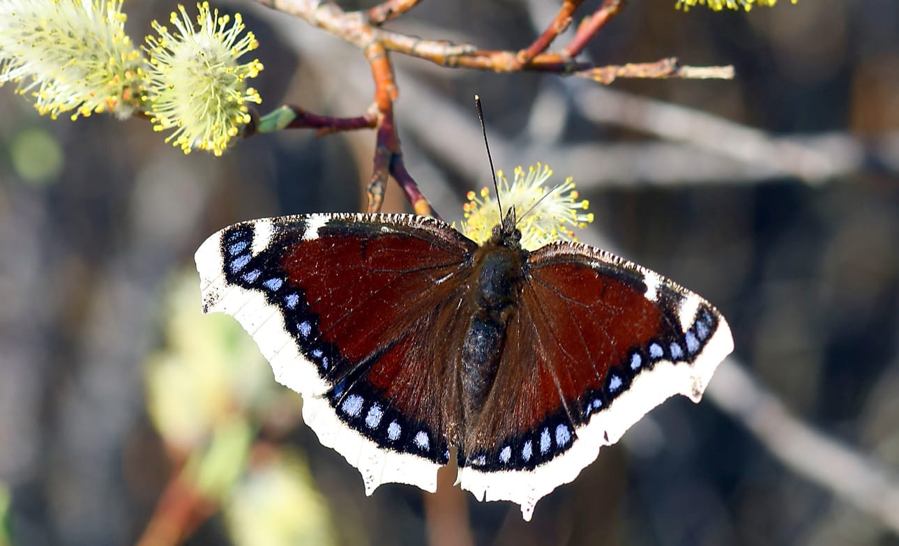Suruvaippoja on tänä kesänä runsaasti. Niitä on voinut nähdä keväästä lähtien.