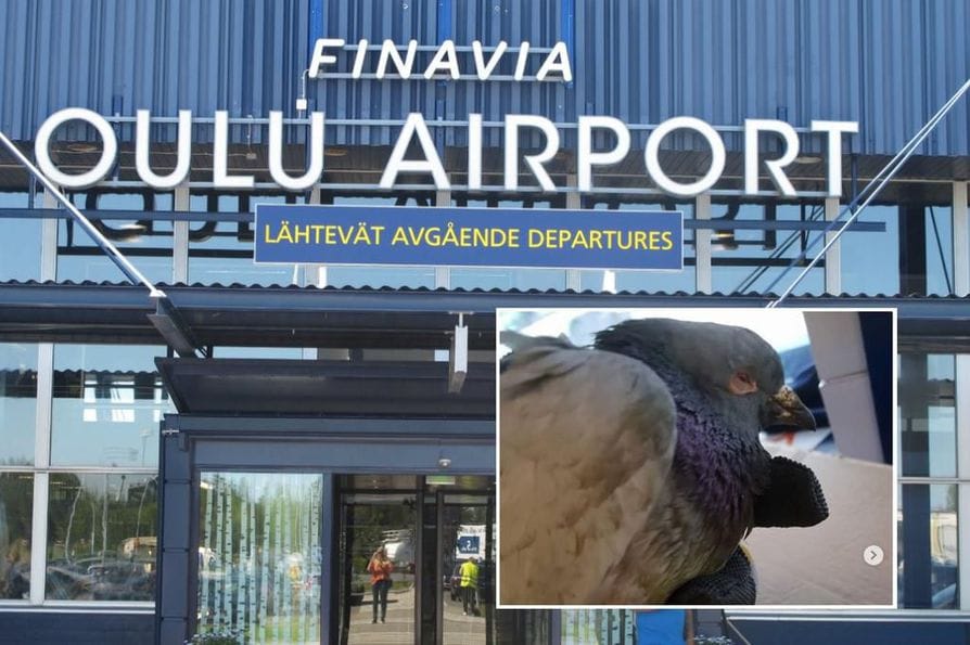 Lintu saapui torstaina Ouluun erikoisella tavalla. KUVA: Kaleva / Kuvakaappaus Airpron Instagram-tililtä