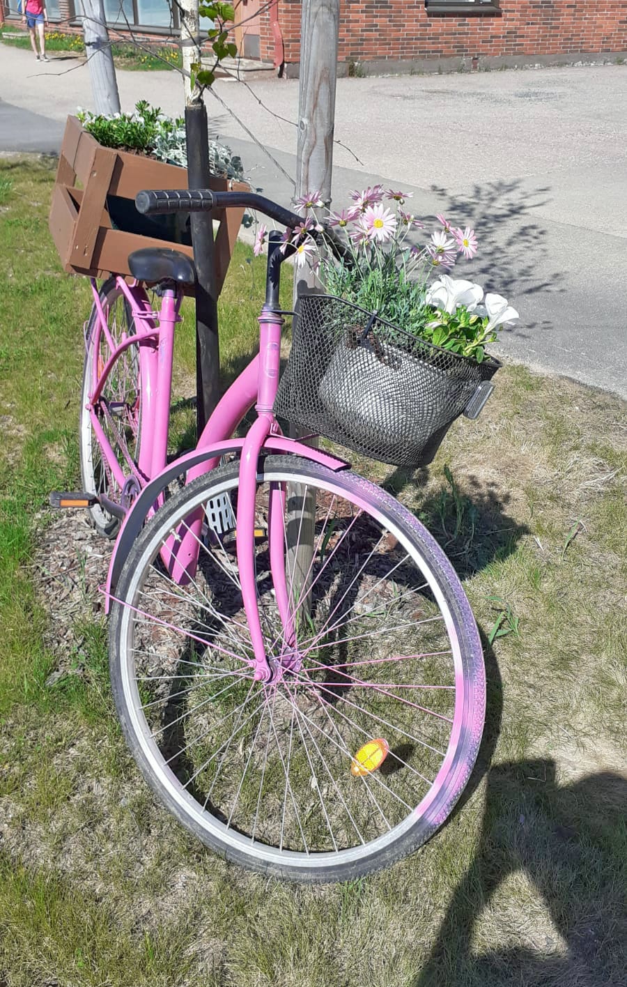 Pyhännän toimintatuvan väki on tänä kesänä tuonut raitin varrelle värikkäät pyörät, joiden kyytiin on istutettu miljoonakelloja, hopeaputousta ja markettaa.