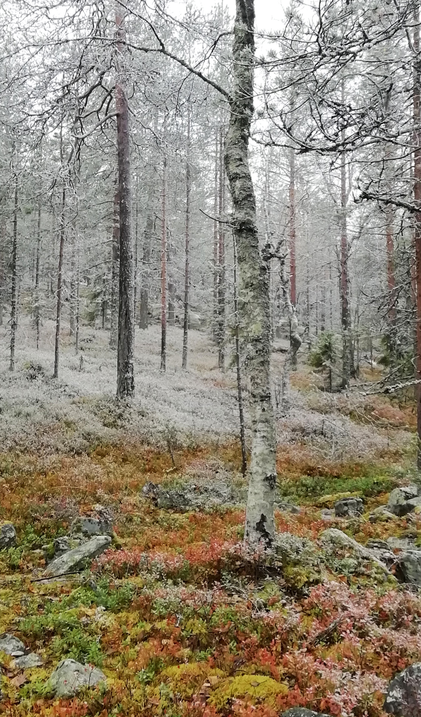 Maritta Kyllönen kuvasi upean, väriä vaihtavan kuvan Ounasvaaran Isorakalla reilu viikko sitten. "Mahtavat lenkkimaastot huurteisessa metsässä", hän kirjoittaa.