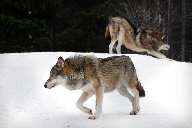 Metsästysseurat toimivat maanomistajien vuokrasopimusten varassa ja pannoituksien myöntämisellä ei haluta riskeerata sopimusten voimassaoloa. Kuvan sudet elävät eläintarhassa. ARKISTOKUVA: JOUKO HÄNNINEN