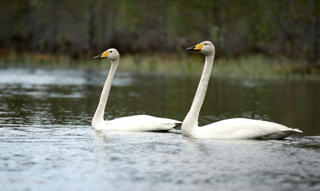 BirdLife Suomi järjestää Joutsenbongaus-tapahtuman ensi viikonloppuna 28.–29.10.