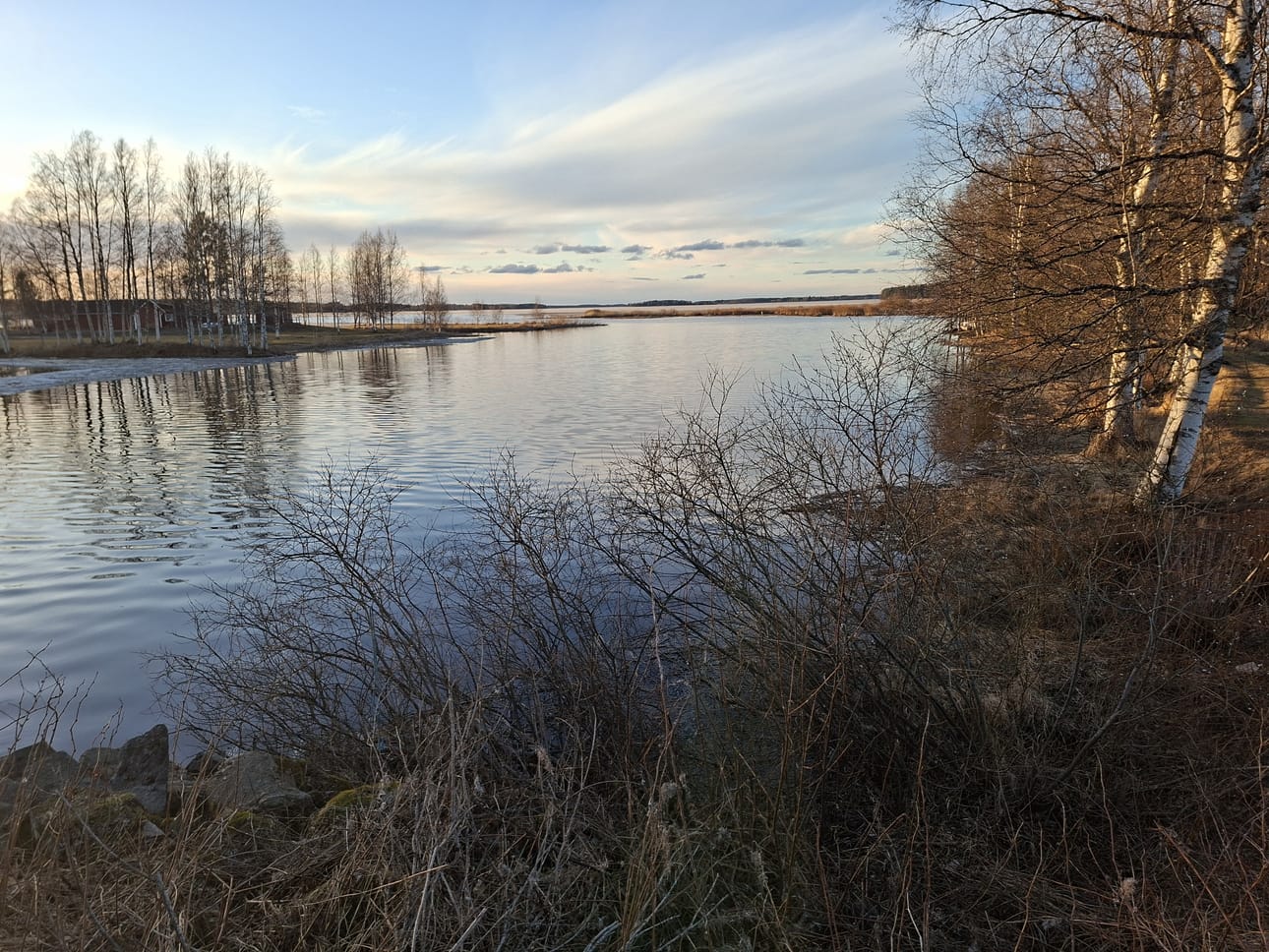 Lapuanjoki virtaa jäistä vapaana Kuortaneenjärven eteläpäässä. Maaliskuun viimeisinä päivinä järven selällä oli vielä yhtenäinen jääpeitto.